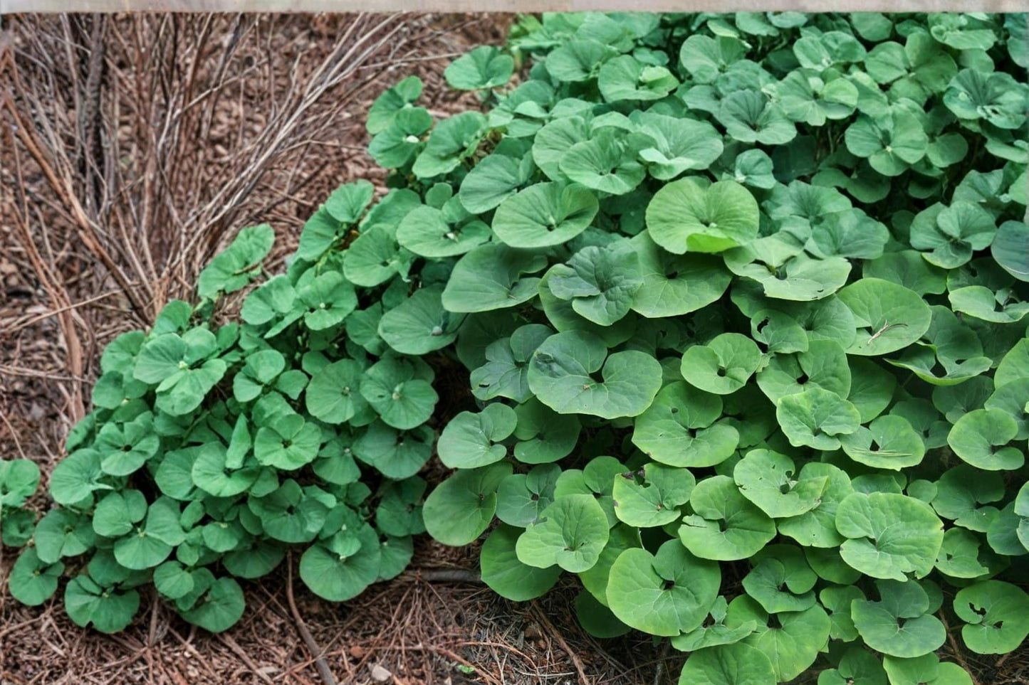 Wild Ginger Seeds 10 Pack - Heart-Shaped Foliage Asarum canadense - Low Spreading Ground Cover for Shade Gardens
