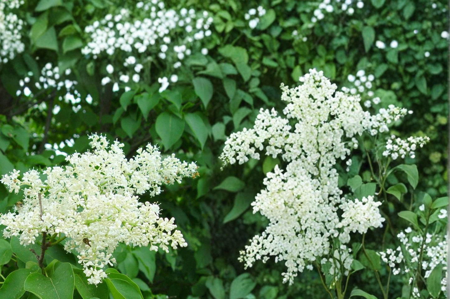 Japanese Tree Lilac Seeds - 10 Pack - Creamy White Flowers - Syringa reticulata - Deciduous Ornamental Tree for Landscapes