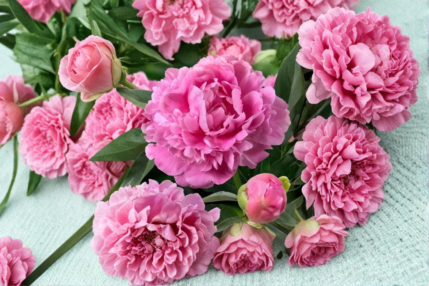 Garden Peony Seeds - 5 Pack - Mixed Colors - Paeonia lactiflora - Herbaceous Perennial for Borders and Gardens