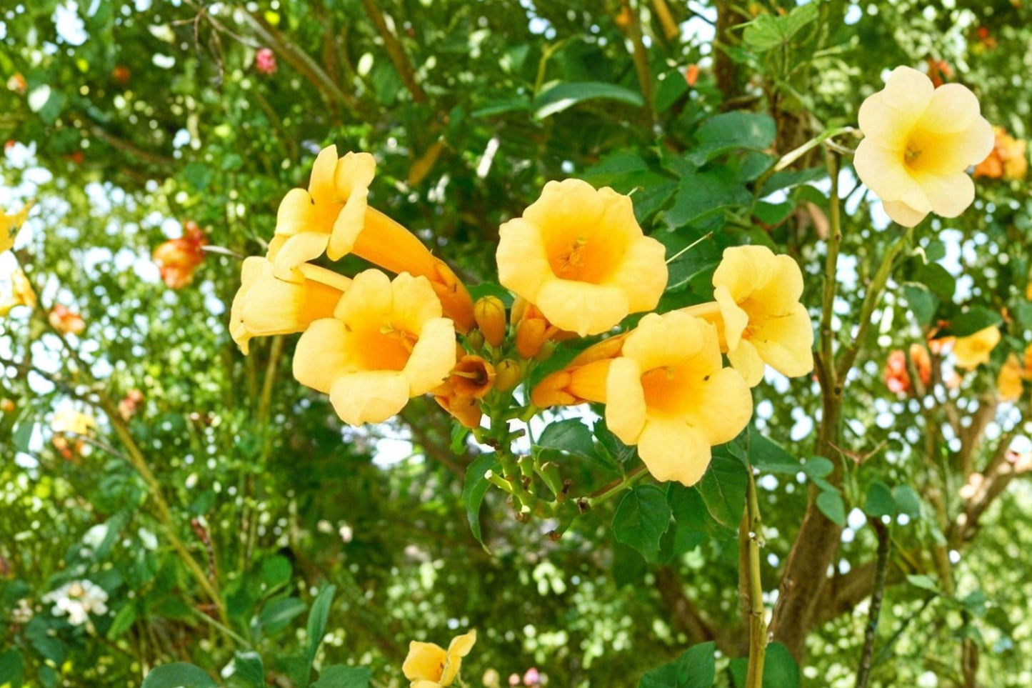 Yellow Trumpet Vine Seeds - 20 Count Campsis radicans 'Flava' - Bright Yellow Climbing Perennial for Trellises and Fences
