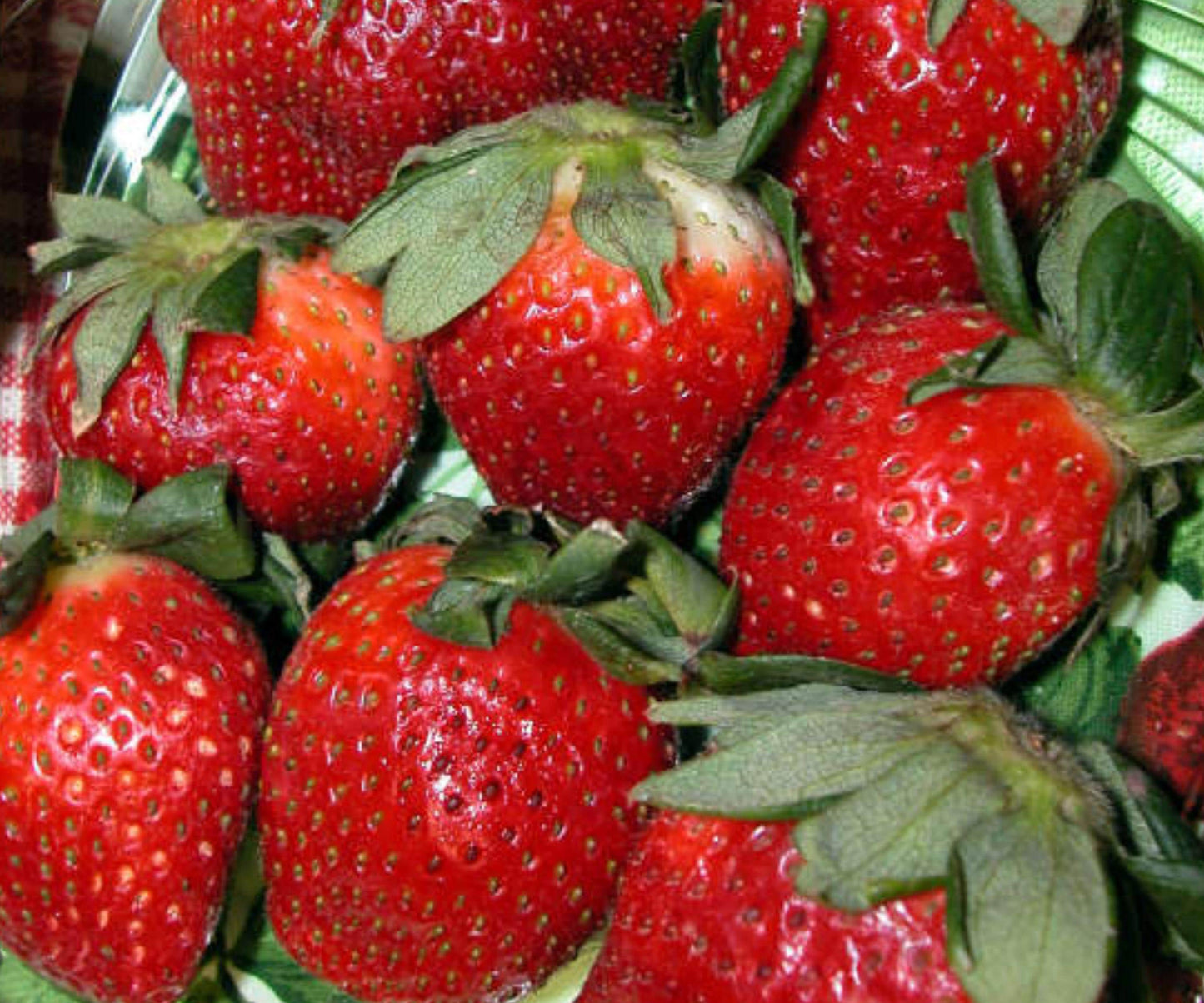 Everbearing Strawberry Plants - 10 Bare Root Ft Laramie - Fragaria - Sweet, Cold Hardy, Juicy Berries for Outdoor Garden