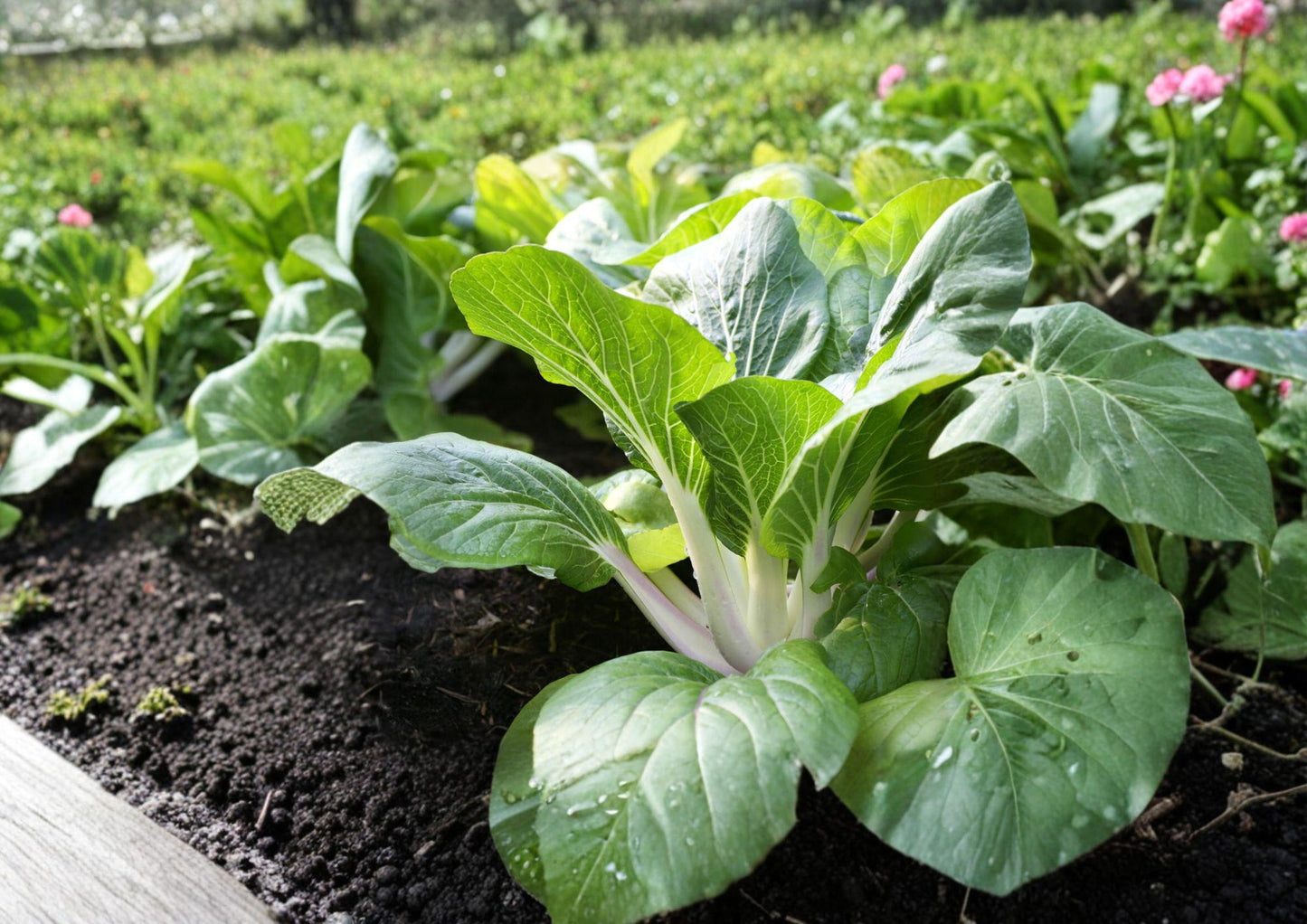 500+ Extra Dwarf White Stem Pak Choi Seeds, Heirloom Mini Bok Choy, Rare Chinese Cabbage, Fast Growing Vegetable Seeds