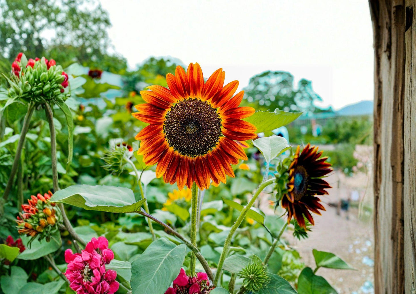 50+ Heirloom Red Sunflower Seeds - Non-GMO Deep Red Bloom Flower Seeds for Garden Planting, Ornamental Cut Flower