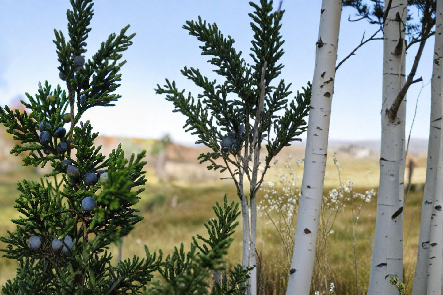 Eastern Red Cedar Seeds - 25 Count - Evergreen Conifer with Blue Berry-like Cones - Juniperus virginiana