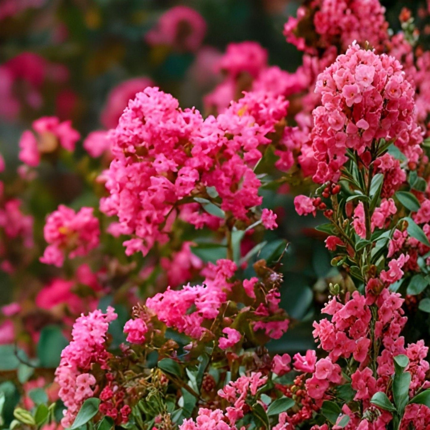 Heirloom Crape Myrtle Cuttings | 8 Unrooted | Deep Pink Blooms | Lagerstroemia indica