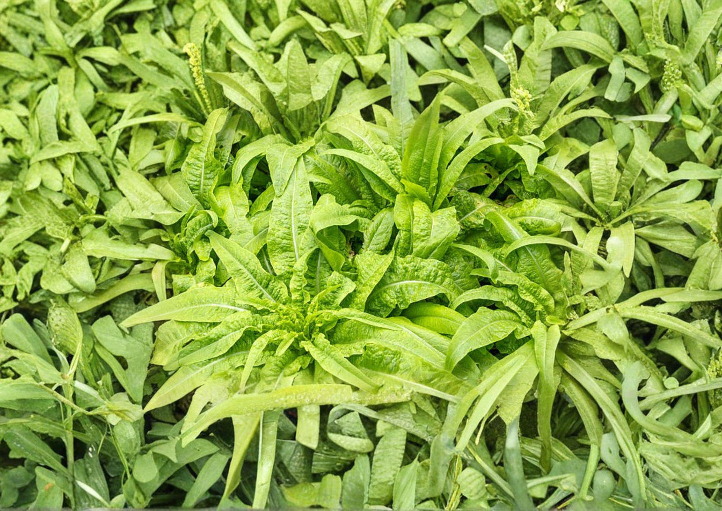 Celtuce Seeds - 200 Heirloom Taiwan Sword Leaf Non-GMO Lactuca Sativa Garden Planting Seeds - New Harvest Quality