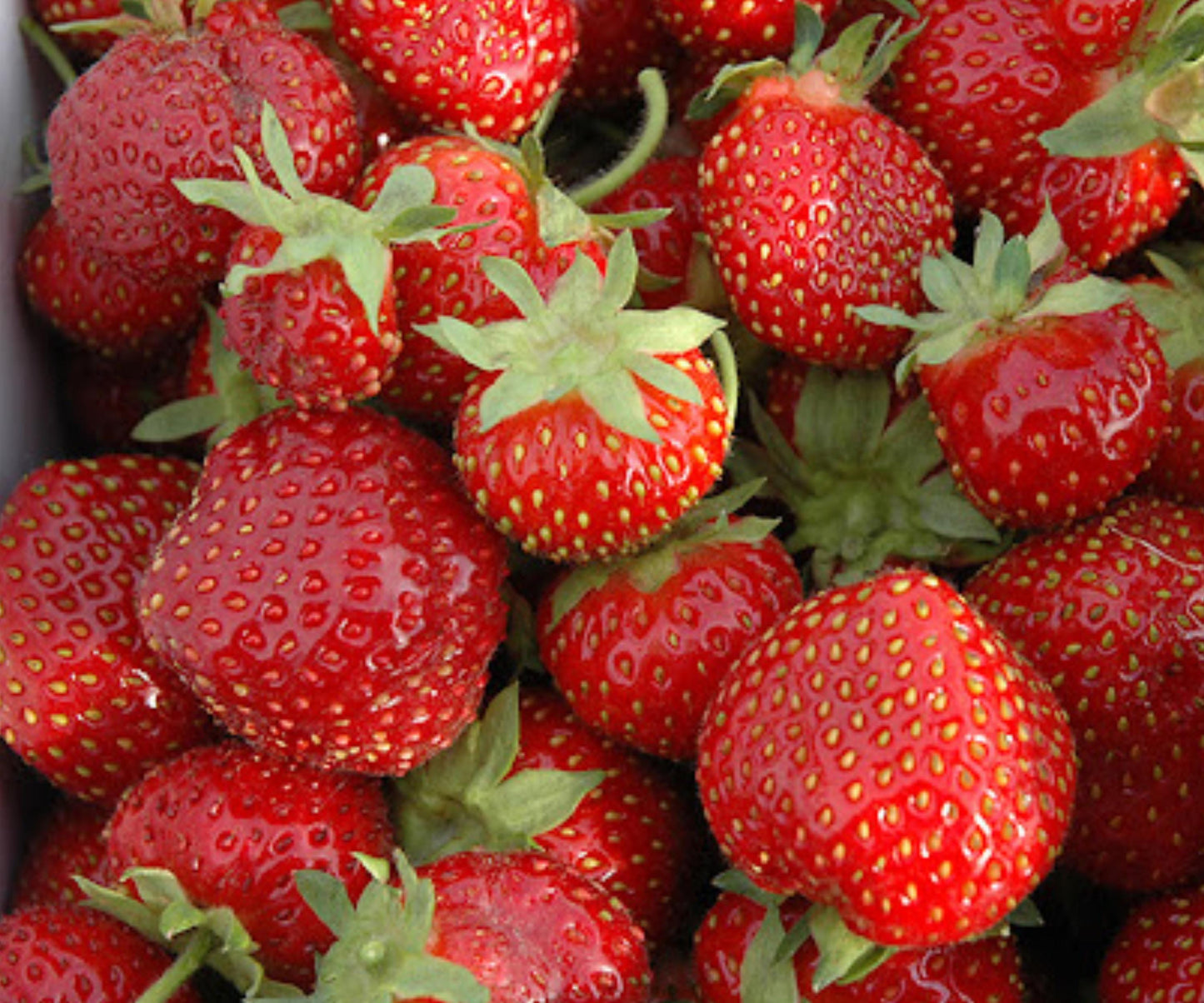 Seascape Strawberry Plants - 10 Bare Root Day Neutral Edible Berries - Fragaria - Sweet Garden Fruit for Continuous Harvest