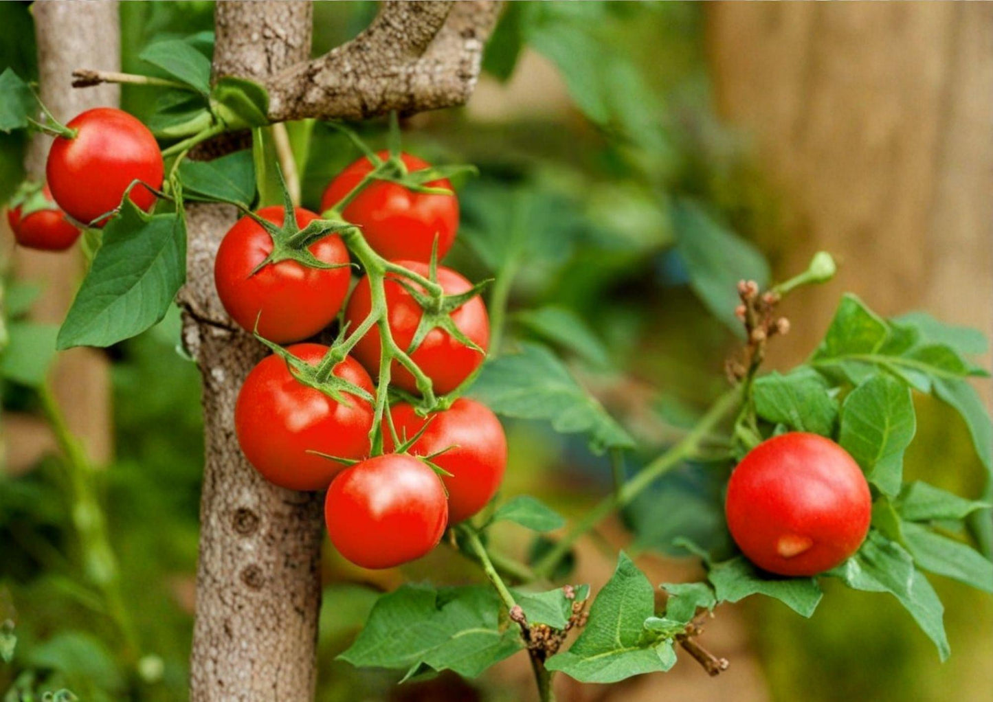 Sweet Cherry Tomato Seeds - 120+ Heirloom Non-GMO - Solanum Lycopersicum - Rare High Yield Garden Planting Seeds - Fast Growing
