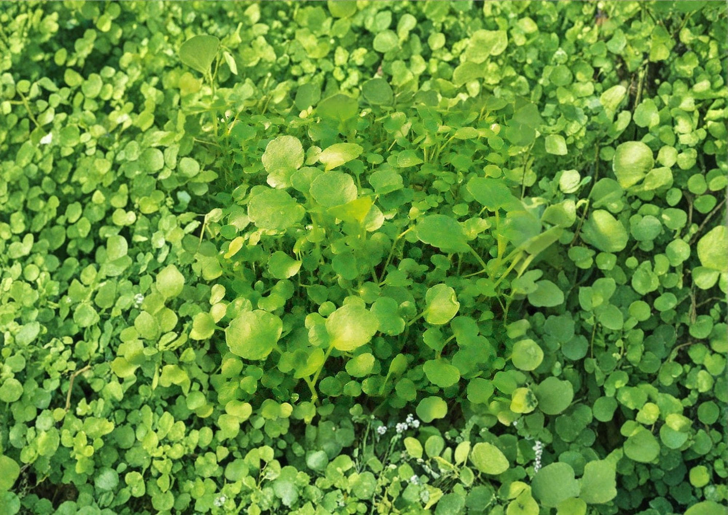 Watercress Seeds - 300+ Heirloom Organic Non-GMO Herb Seeds for Garden Planting, Peppery Aquatic Greens - Nasturtium officinale