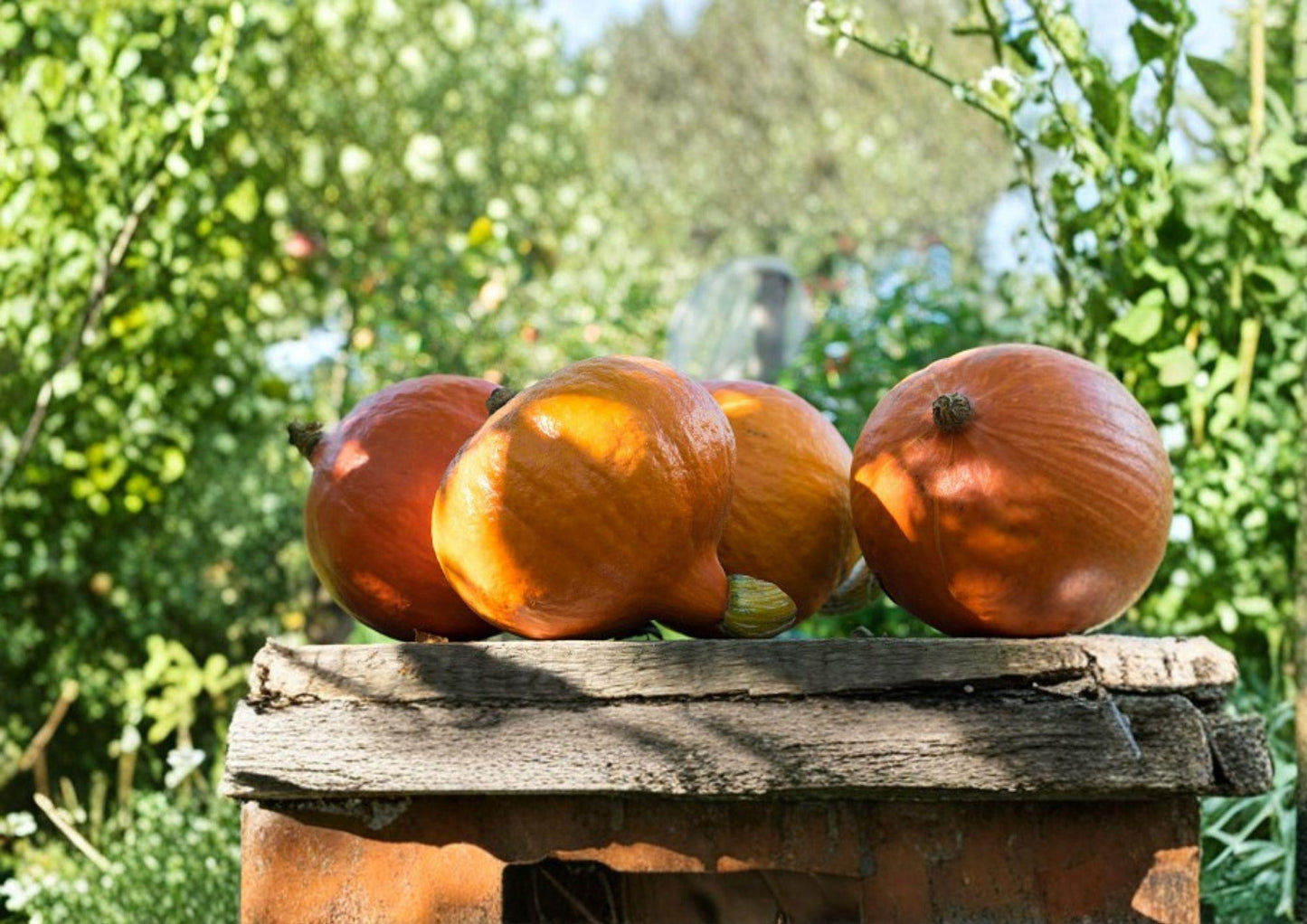 10 Baby Red Hubbard Orange Hokkaido Squash Seeds - Heirloom Non-GMO Vegetable Seeds for Garden Planting, Sweet Winter Squash