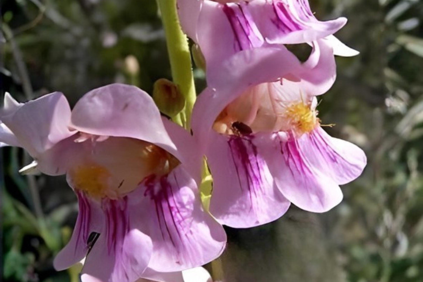 Palmer's Penstemon Seeds (50) | Fragrant Native Wildflower | Penstemon palmeri | Drought Tolerant, Pollinator Friendly