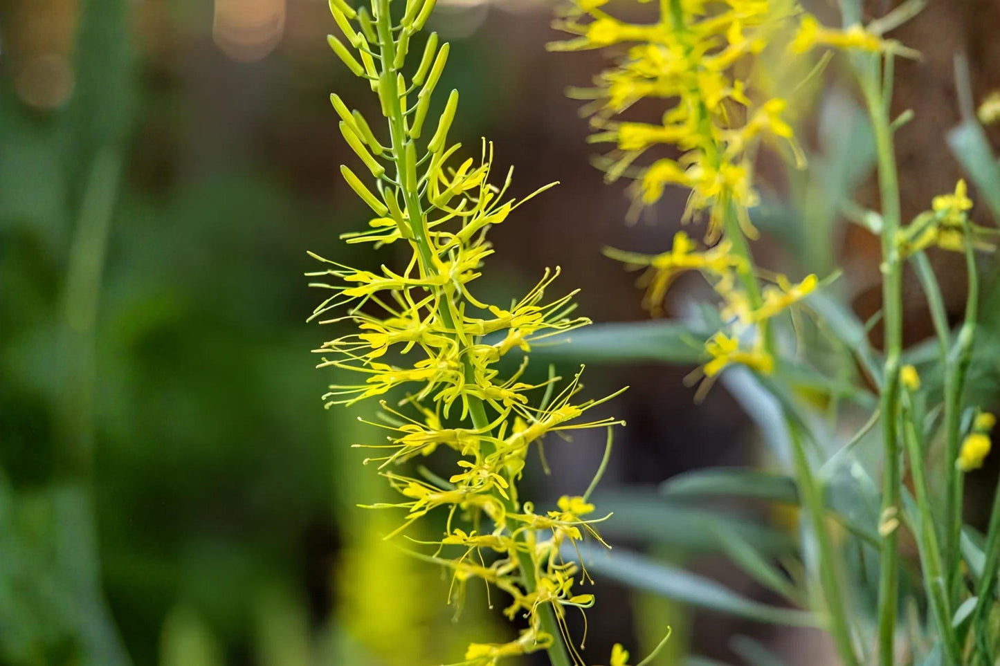 Prince’s Plume Seeds - 40 Count - Bright Yellow Wildflower - Stanleya pinnata - Drought-Tolerant Xeriscaping Plant