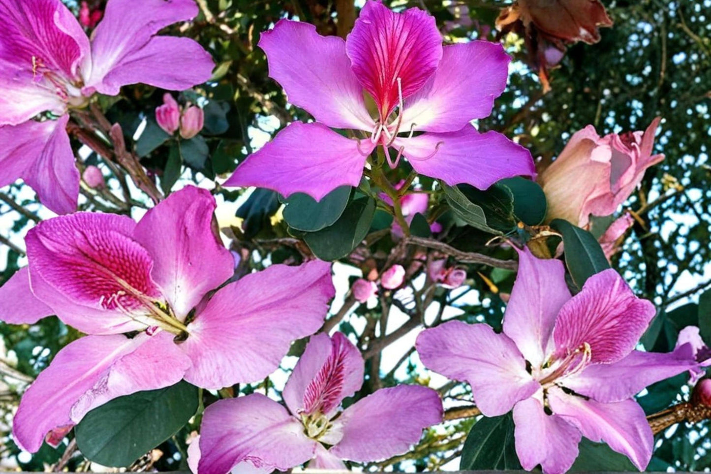 10 Purple Orchid Tree Seeds - Bauhinia purpurea - Deciduous, Ornamental, Purple Flowers, Tropical Plant for Gardens