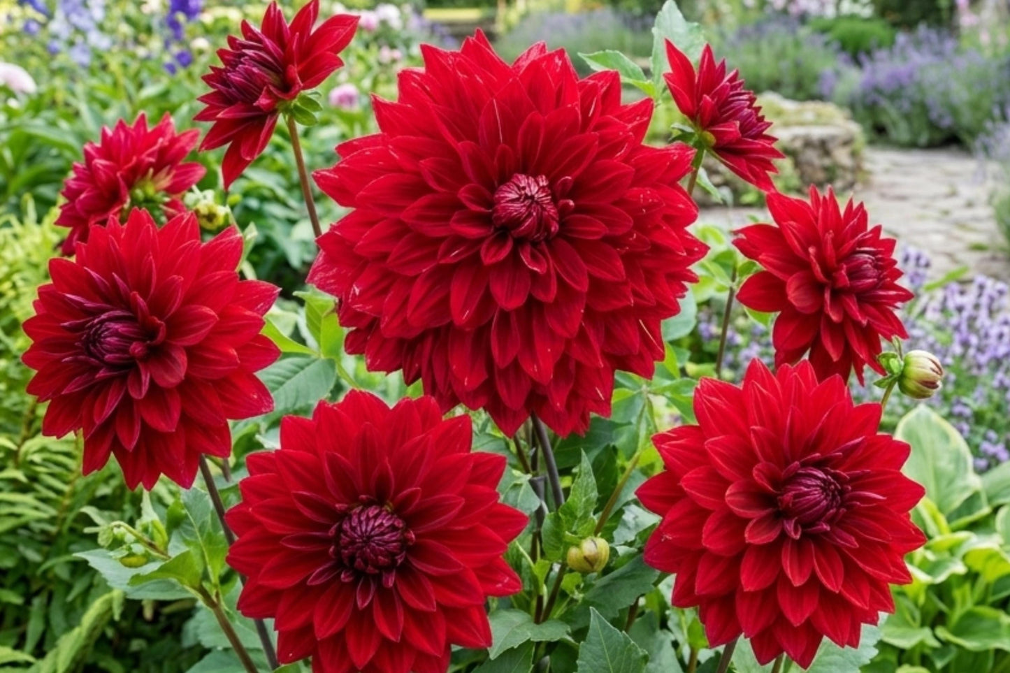 Giant Dinnerplate Dahlia Bulb Clump - Large Red Blooms - Dahlia pinnata - Perfect for Gardens and Cut Flower Arrangements