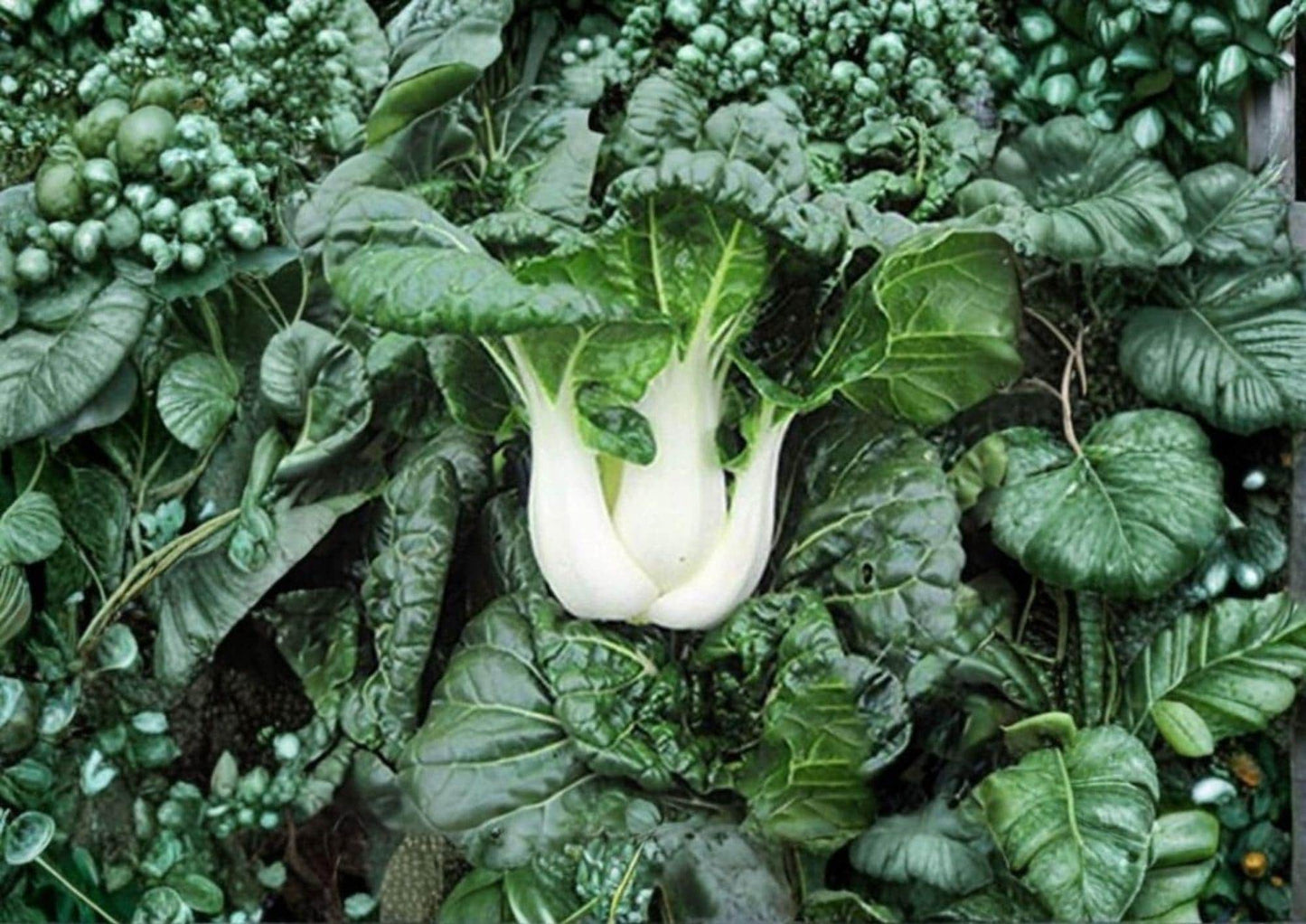 Pak Choi White Stem Seeds - Heirloom Non-GMO Chinese Cabbage for Garden Planting - Bok Choy Crisp Leaf Asian Greens