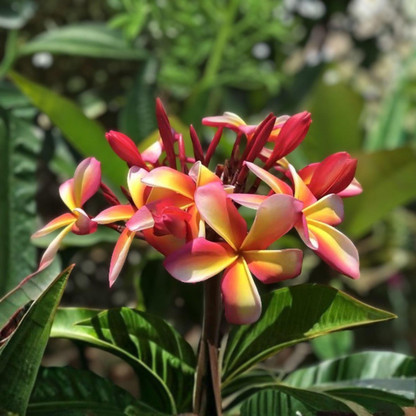 Plumeria rubra Candy Stripe Cutting | Double Head Frangipani Starter | Multicolor Tropical Plant for Garden & Container