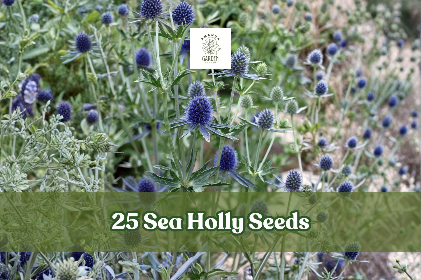 25 Sea Holly Seeds - Eryngium Blue Star Flower - Rare Ornamental Plant for Garden - Unique Blue Blooms