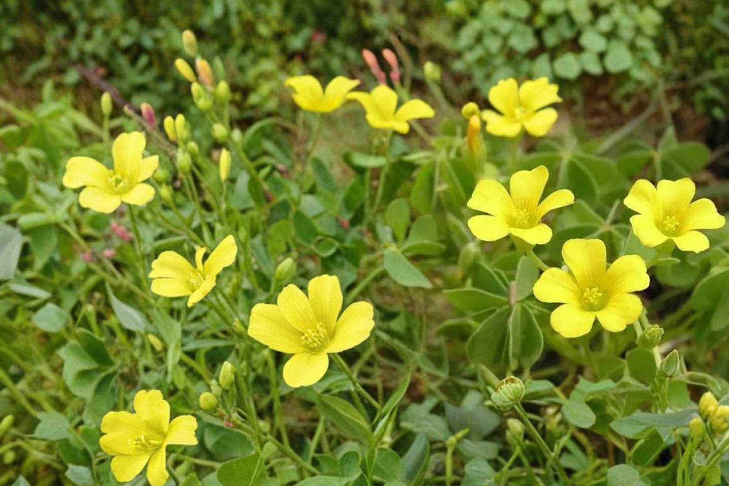 Chilean Yellow Clover Seeds - 10 Pack - Oxalis valdiviensis - Bright Yellow Flowers - Ground Cover Perennial Plant