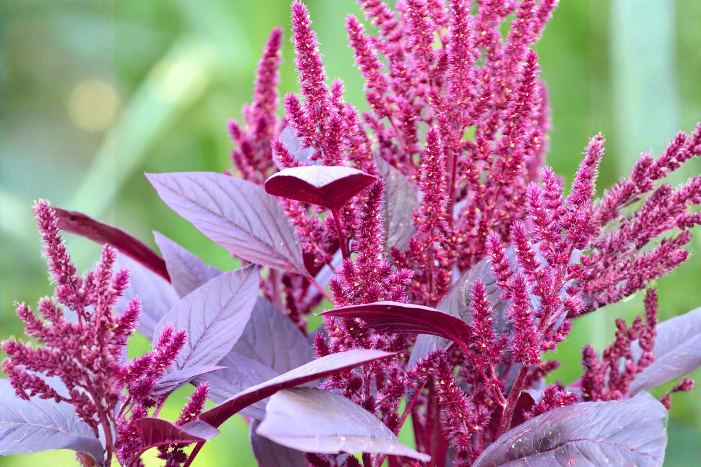 Red Garnet Amaranth Seeds (100) | Edible & Ornamental Plant | Amaranthus tricolor | Vibrant Deep Red Foliage