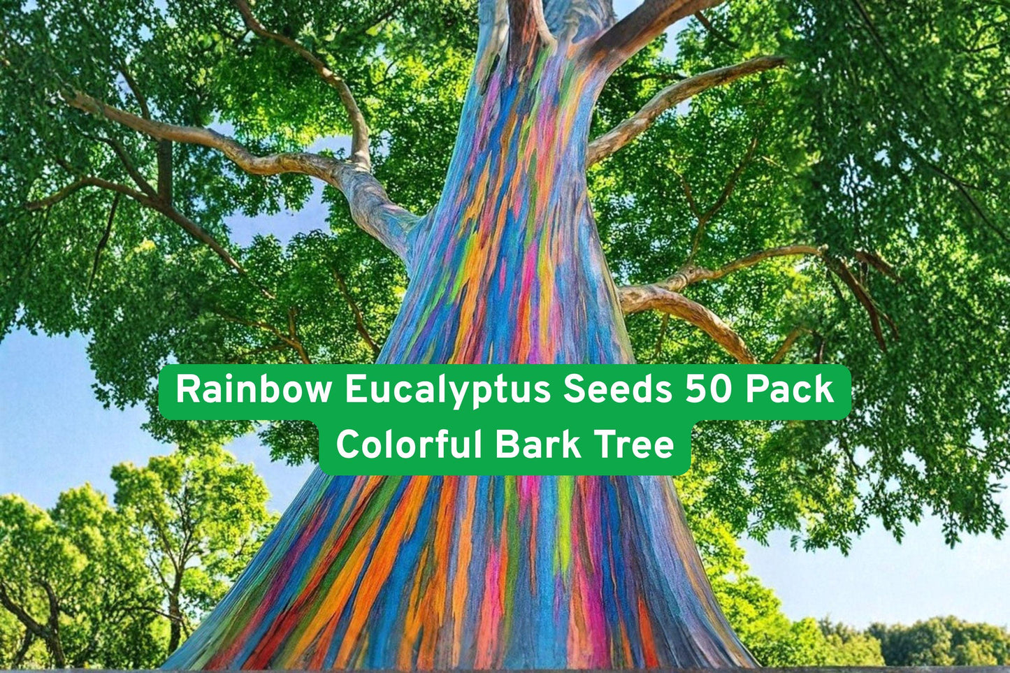 Rainbow Eucalyptus Seeds 50 Pack - Colorful Bark Tree Eucalyptus deglupta - Rare Fast-Growing Tropical Plant