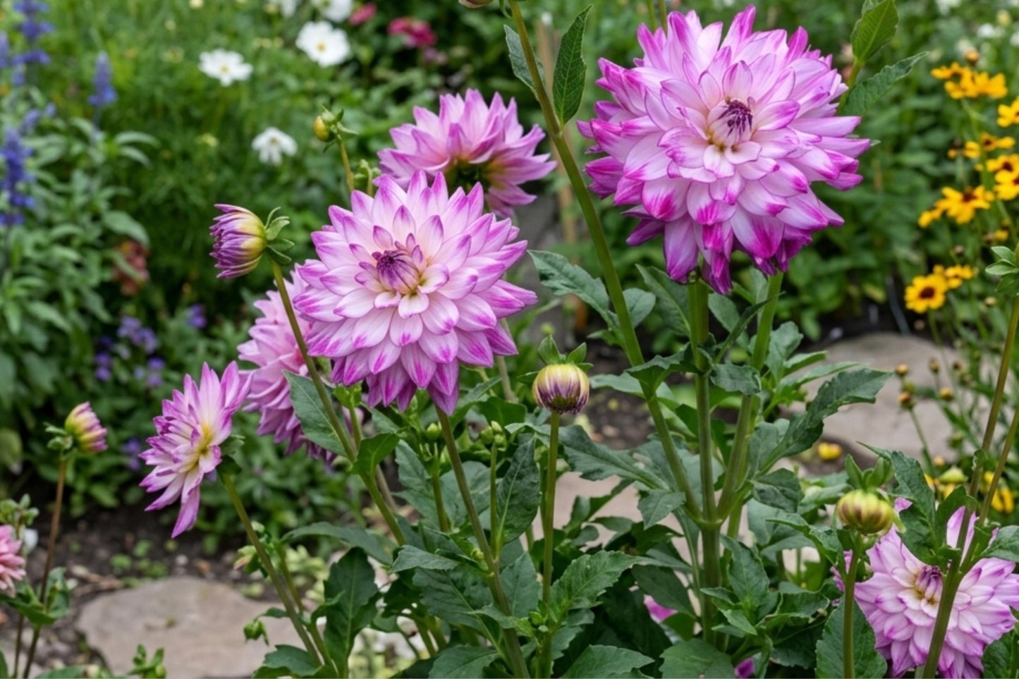 Dinnerplate Dahlia Bulb Tuber Clump - WHO DONE IT - Dahlia pinnata - Easy to Grow Decorative Flower for Garden and Cut Arrangements