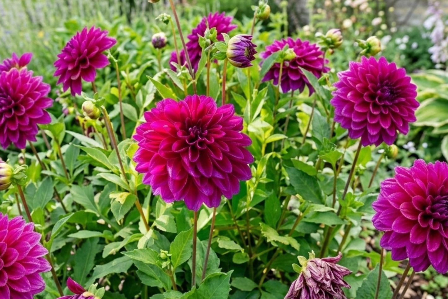 Large Decorative Dinnerplate Dahlia Bulb Tuber Clump, Le Baron, Dahlia pinnata, Perennial Flowering Plant
