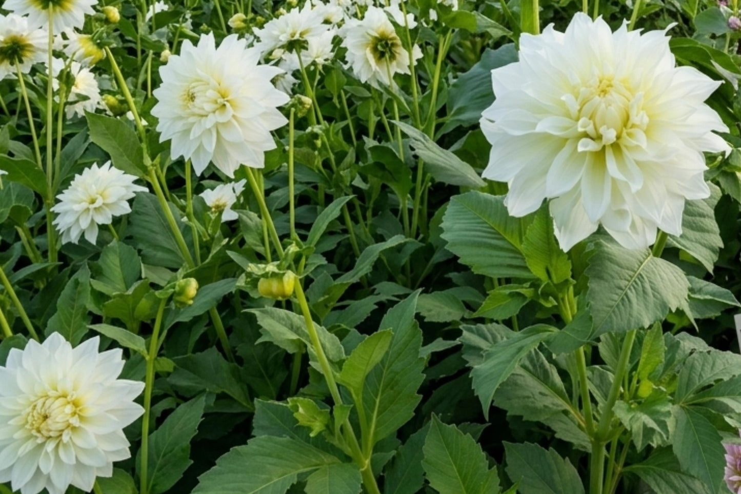 Dahlia Tuber Clump - Dinnerplate Size White Perfection Decorative Flower Bulb - Dahlia pinnata for Garden and Containers