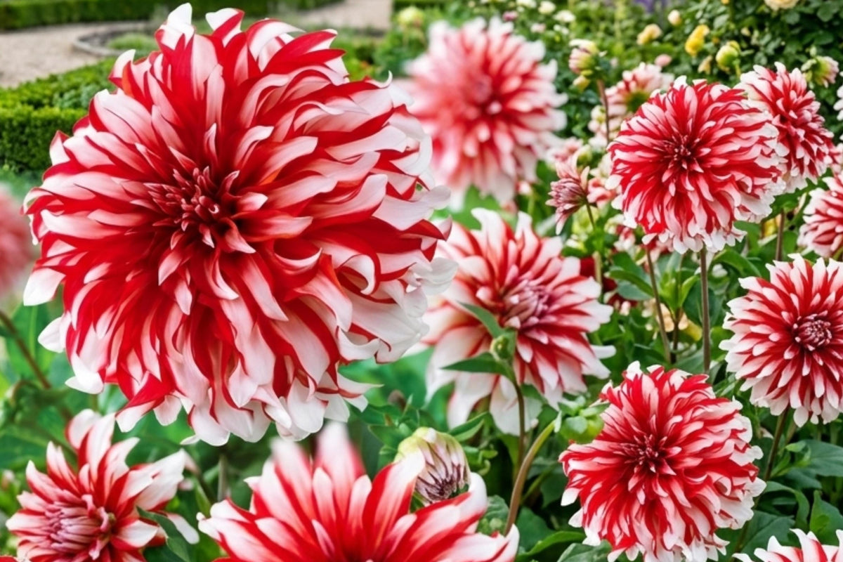 Giant Dinnerplate Dahlia Bulb Cluster – Santa Claus Variety Flower Tubers for Garden, Cut Flowers, Full Sun, Dahlia pinnata