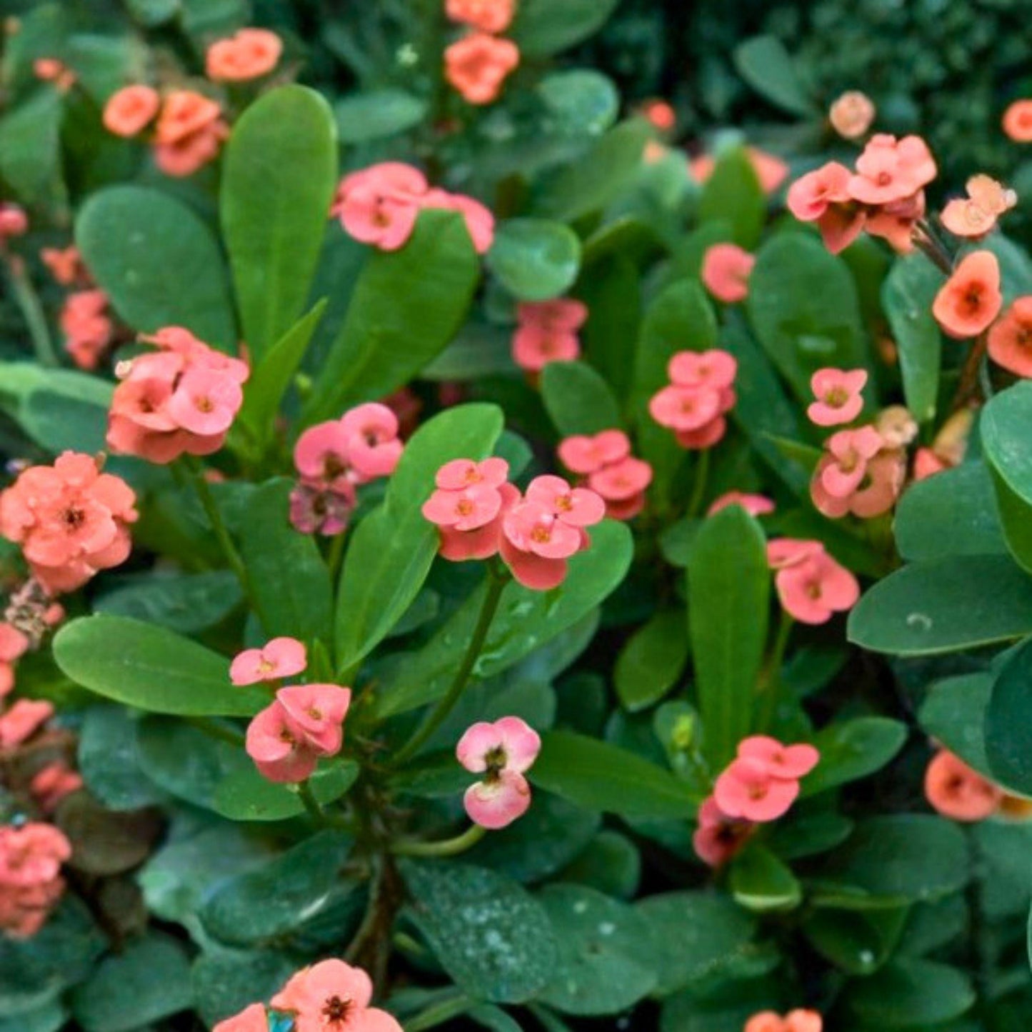 Euphorbia milii Pink Crown of Thorns Cutting - Succulent Starter Plant, Indoor & Outdoor, Pink Flowers, Live Propagation Plant