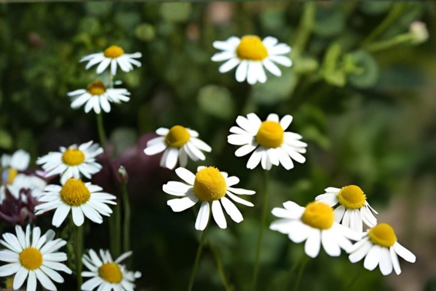 German Chamomile Seeds (100) | Medicinal Herb with White Daisy Flowers | Matricaria recutita for Tea & Remedies