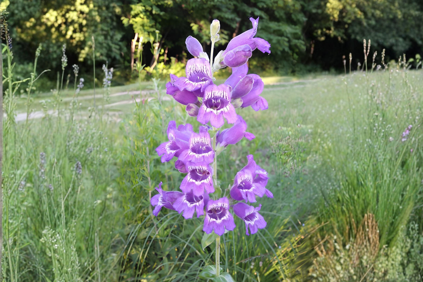 Showy Beardtongue Seeds (40) - Lavender Wildflower for Pollinator Gardens, Penstemon cobaea, Hardy & Drought Tolerant
