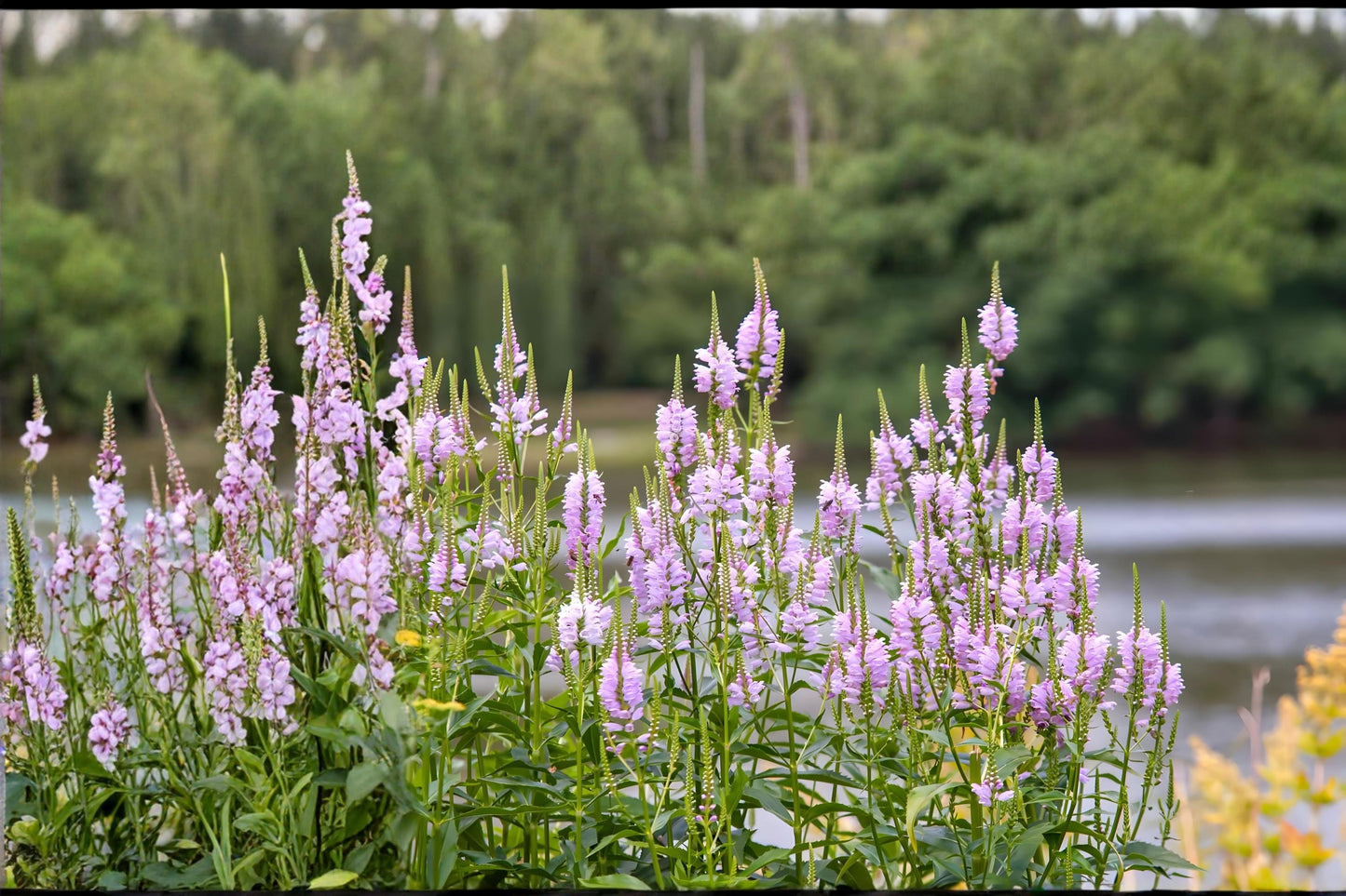 Obedient Plant Seeds (50) - Physostegia virginiana - Pink Lavender Flowers - Pollinator Friendly Perennial for Gardens
