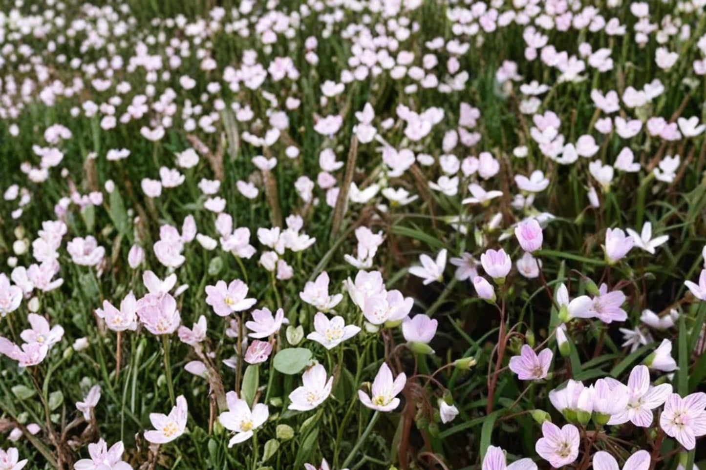 Spring Beauty Seeds - 10 Pack - Claytonia virginica - White to Pale Pink Flowers - Woodland Perennial for Shade Gardens