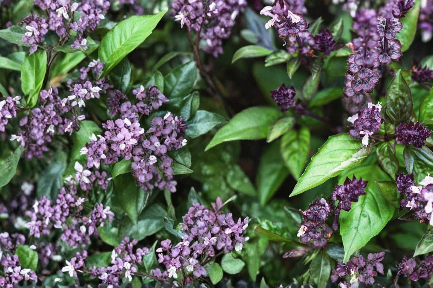 Cinnamon Basil Seeds - 75 Count - Ocimum basilicum - Aromatic Herb with Green Leaves & Purple Stems for Herb Gardens & Containers