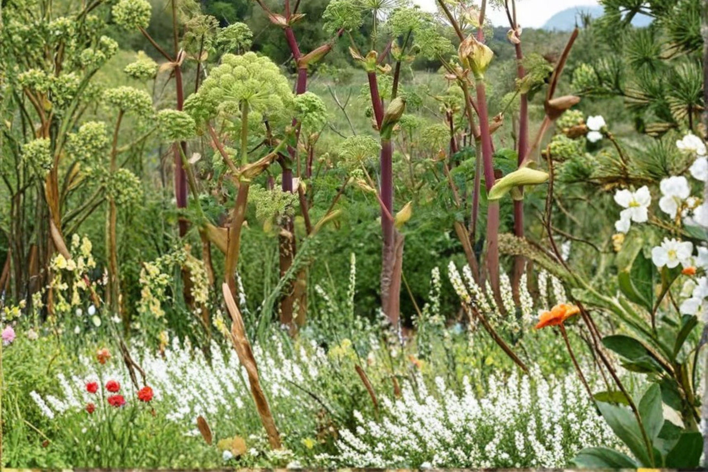 Great Angelica Seeds - 50 Seeds - Angelica atropurpurea - Biennial Herb with Greenish-White to Purplish Flower Umbels