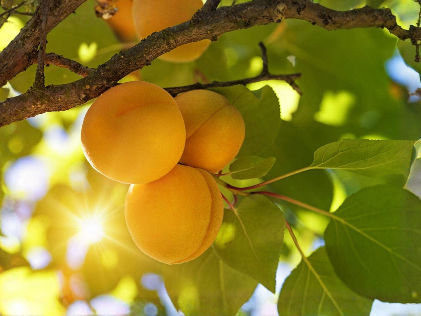 Apricot Trees Live Plants - 2 Feet Bare Root Prunus armeniaca - Cold Hardy Fruit for Edible Garden - Yellow-Orange Fruit