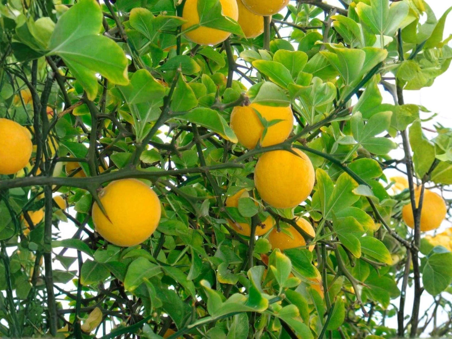 Hardy Orange Citrus Tree Plants - 2 Live Seedlings, Poncirus trifoliata, Cold Tolerant, Edible Bitter Fruit, Ornamental Garden