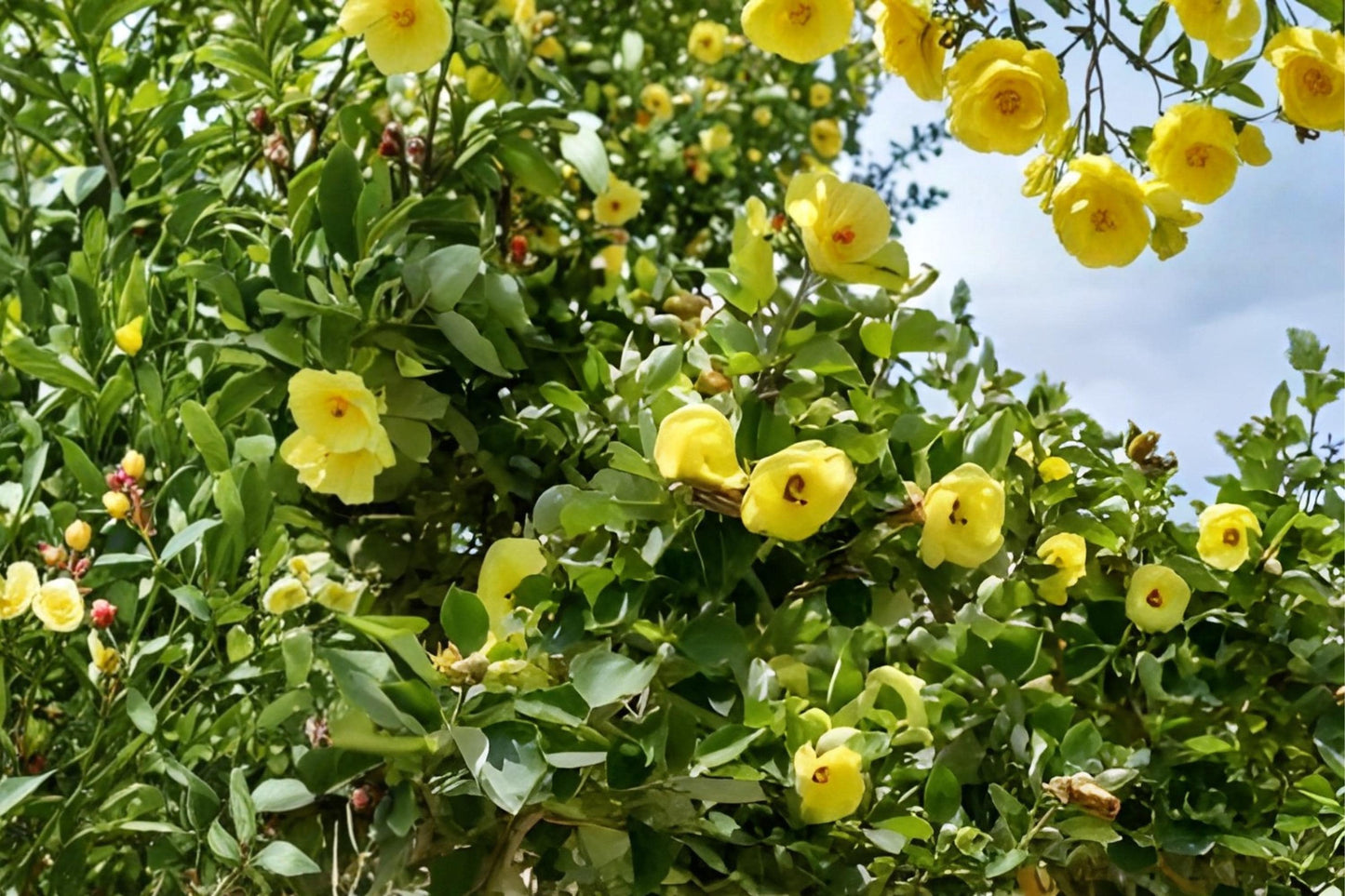 Hibiscus Seeds (10) | Yellow Rose of Sharon | Hardy Ornamental Shrub | Hibiscus hamabo