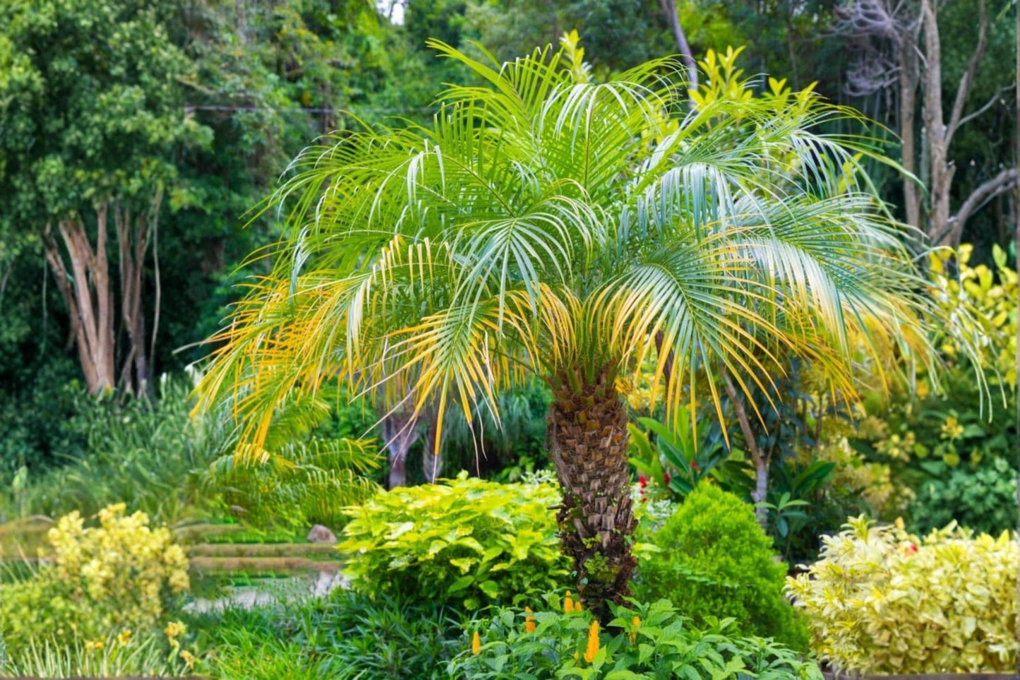Pygmy Date Palm Seeds – 5 Seeds of Phoenix roebelenii – Compact Palm with Fine Fronds & Cream Flowers for Tropical Landscapes