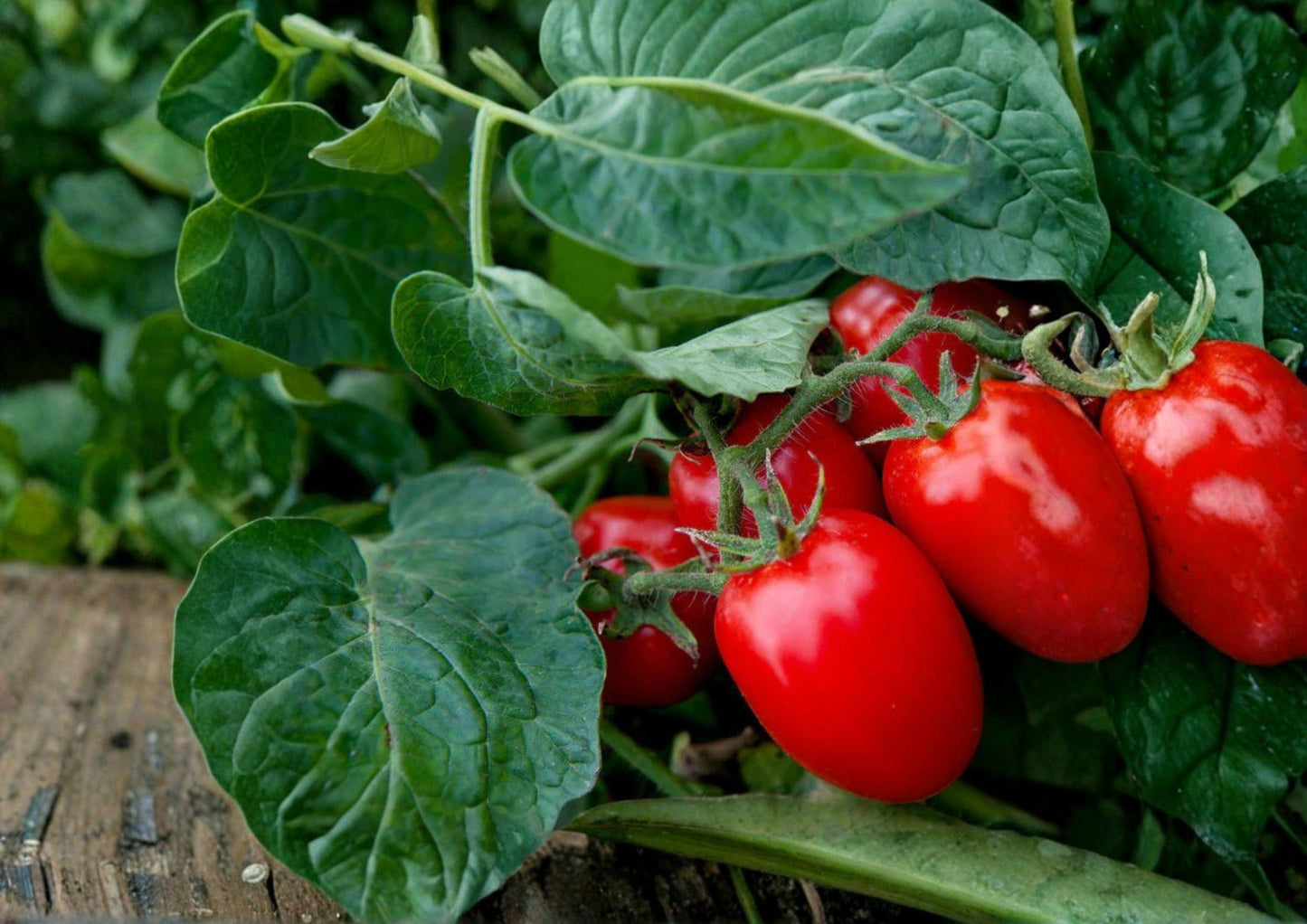 Roma Tomato Seeds 120+ Heirloom Non-GMO Solanum Lycopersicum Paste Tomato for Garden Planting - Fast Growing Plum Sauce Variety