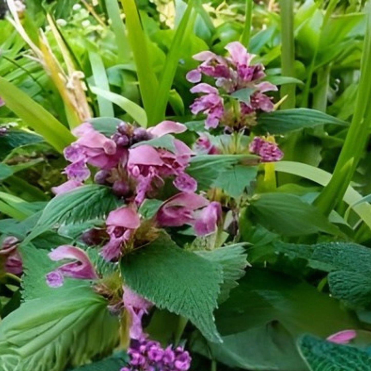 55 Organic Purple Dead-Nettle Seeds - Lamium purpureum - Hardy Pollinator Wildflower for Gardens and Natural Spaces