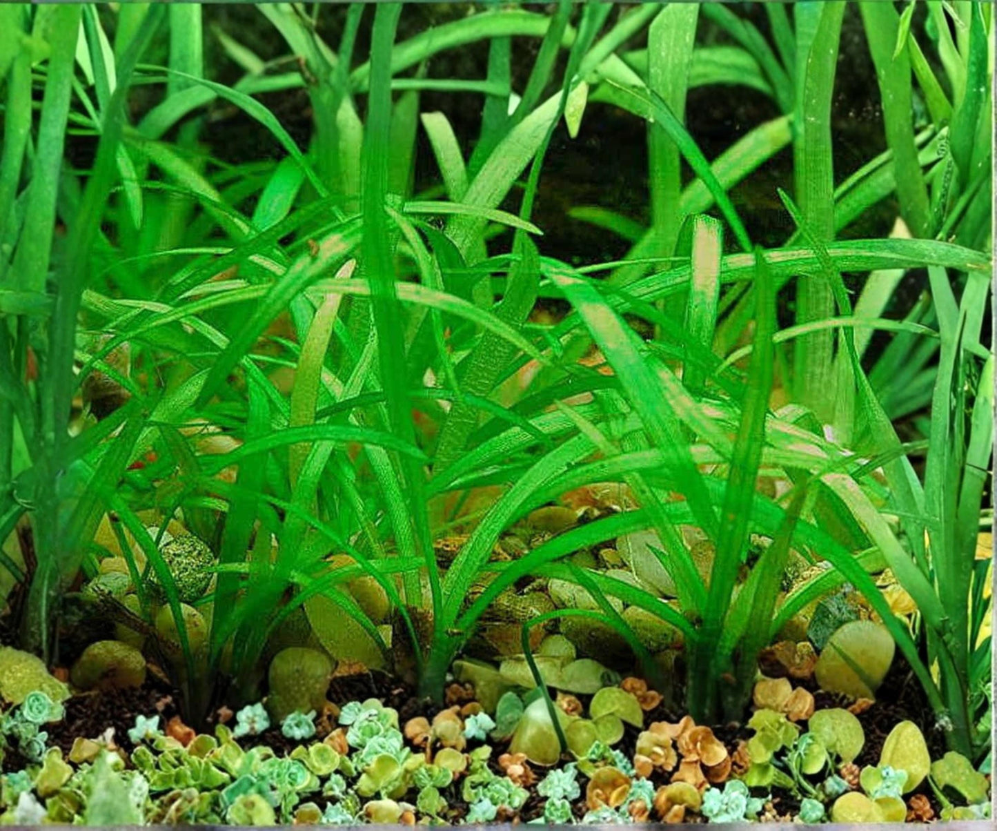 Dwarf Sagittaria Subulata Live Aquarium Plant 2 Pack | Freshwater Foreground Carpet | Easy Care Aquascaping Plant