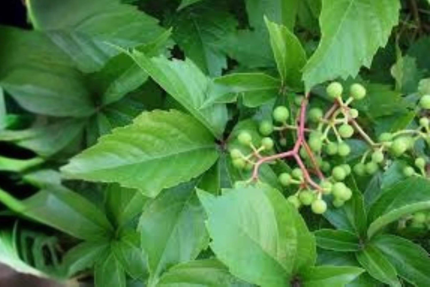 Virginia Creeper Seeds | 10 Pack | Fast-Growing Climbing Vine with Red Fall Foliage | Parthenocissus quinquefolia
