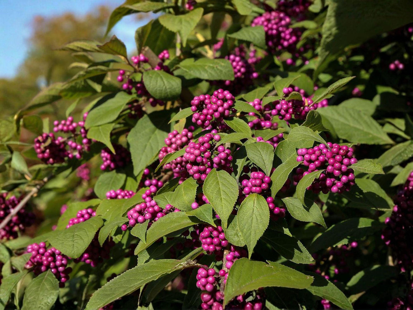 Beautyberry Plants - 2 Live Shrubs with Purple Berries - Callicarpa americana - Wildlife Garden Favorites