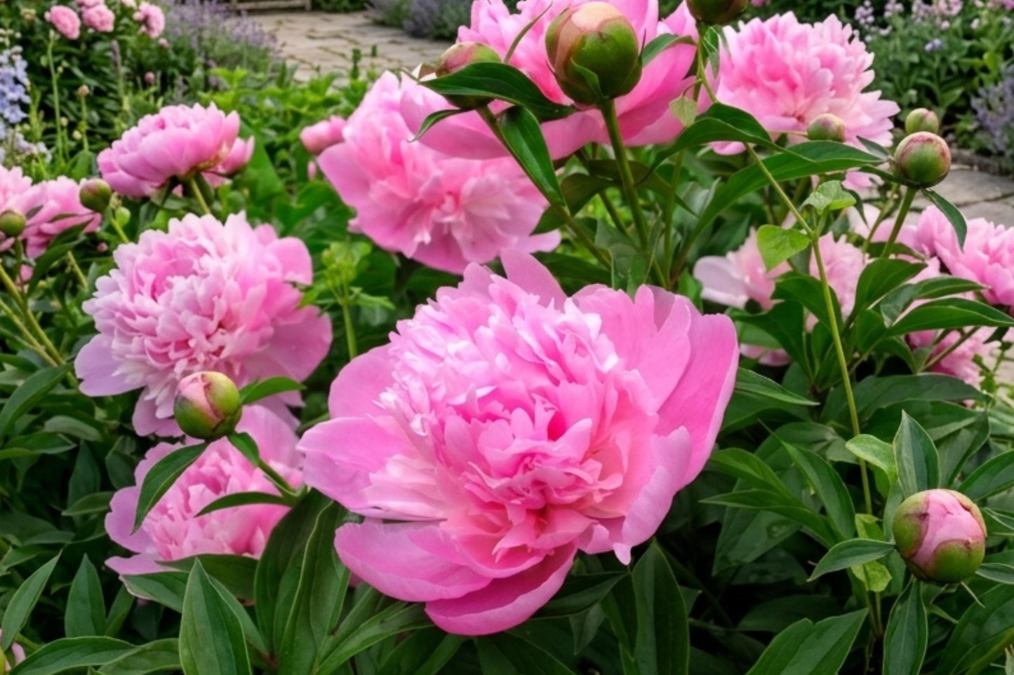 Sarah Bernhardt Peony Bulb - Live Perennial Pink Flower Root - Paeonia lactiflora - Easy to Grow, Fragrant Blooms - 3 Pack