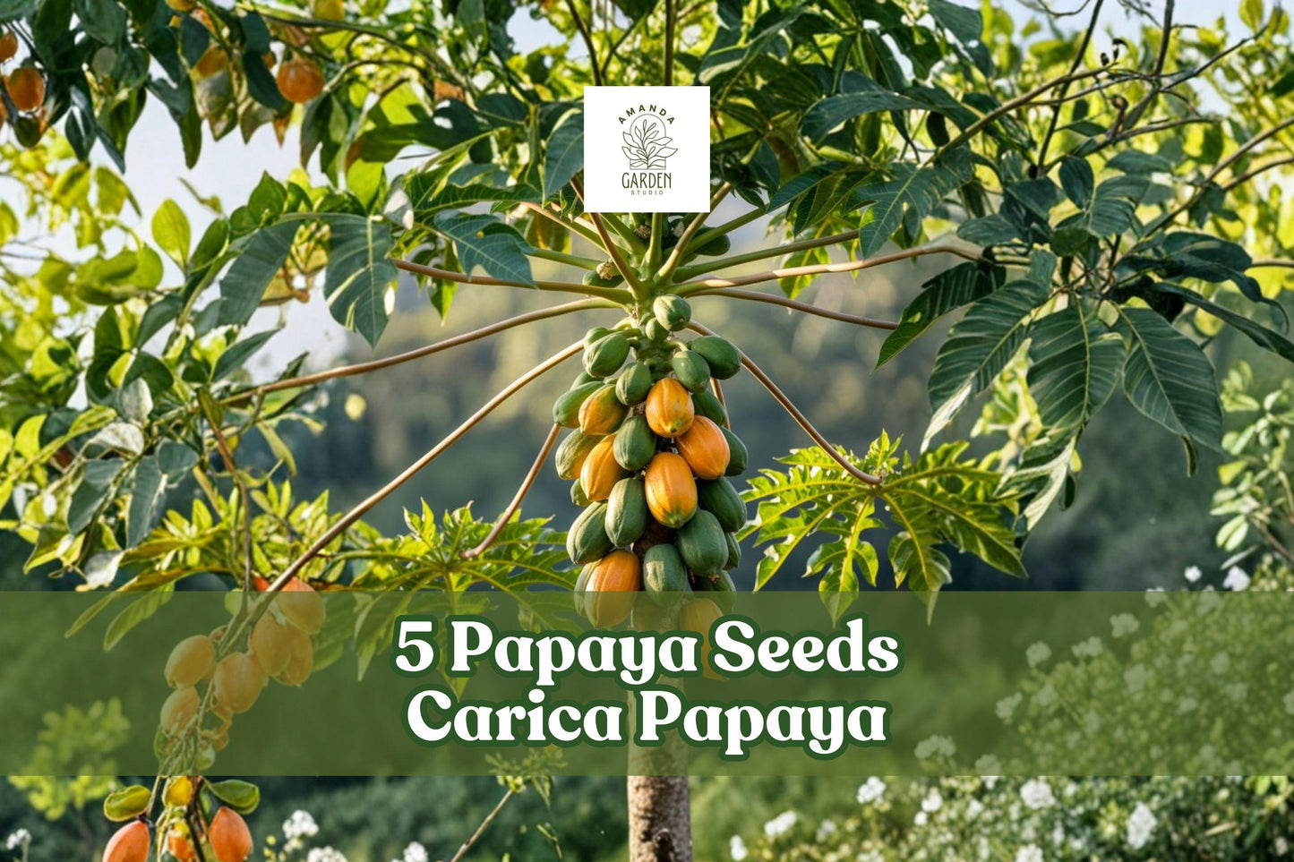 Papaya Seeds - 5 Honeydew Variety Carica Papaya - Tropical Fruit Tree for Gardening & Landscaping