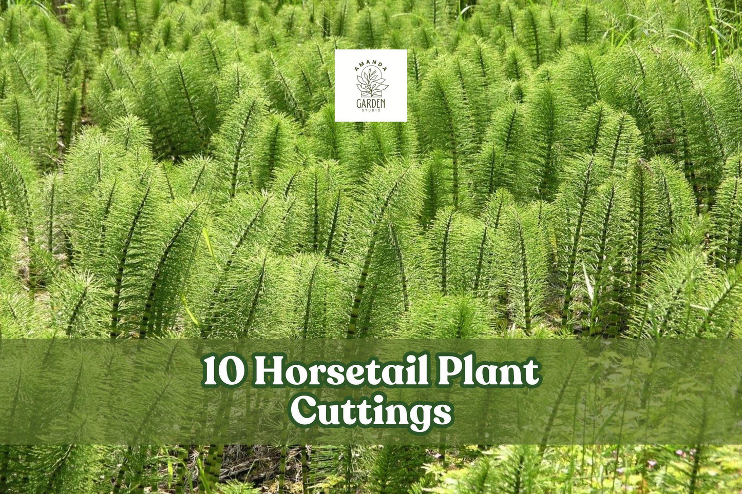 10 Horsetail Plant Cuttings Equisetum Aquatic Green Stems Fast Growing for Ponds and Aquascaping