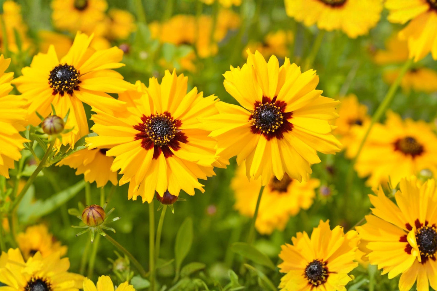 Golden Wave Tickseed Seeds (100) | Coreopsis basalis | Bright Yellow Wildflower for Pollinator Gardens