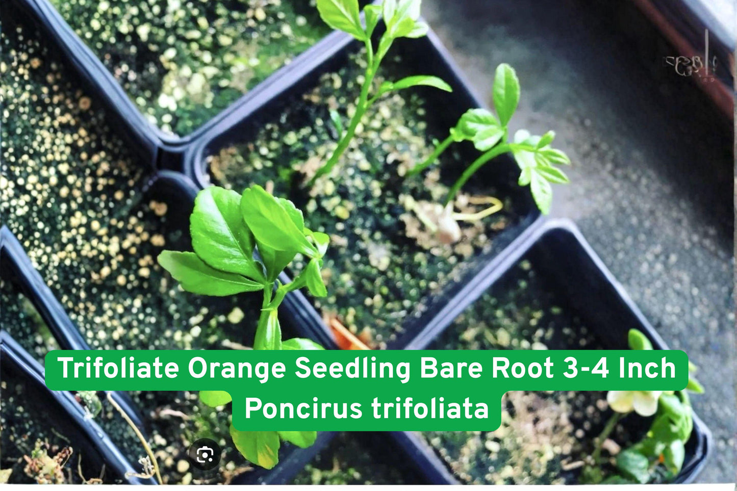 Trifoliate Orange Seedling 3-4 Inch Poncirus trifoliata - Cold Hardy Citrus for Grafting, Barrier Hedge, and Unique Gardens