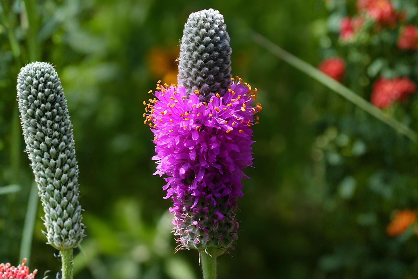 Purple Prairie Clover Seeds (100) - Vibrant Purple Cone Blooms - Dalea purpurea - Drought Tolerant Native Wildflower for Pollinators